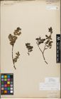 Foto von Salix myrsinifolia Salisb.